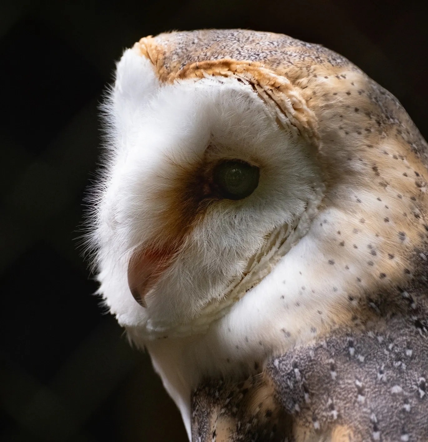 Barn Owl
