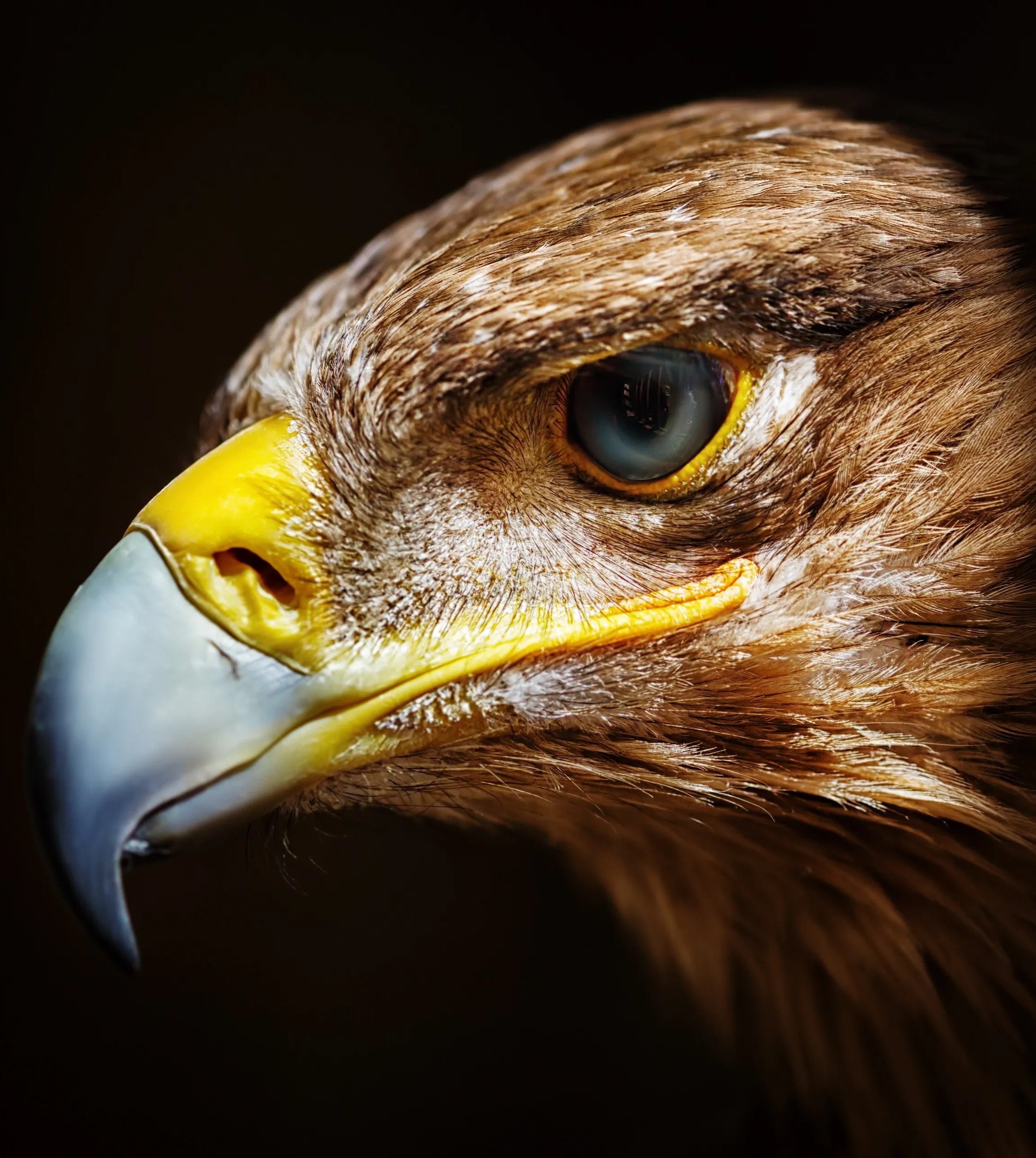 Golden Eagle