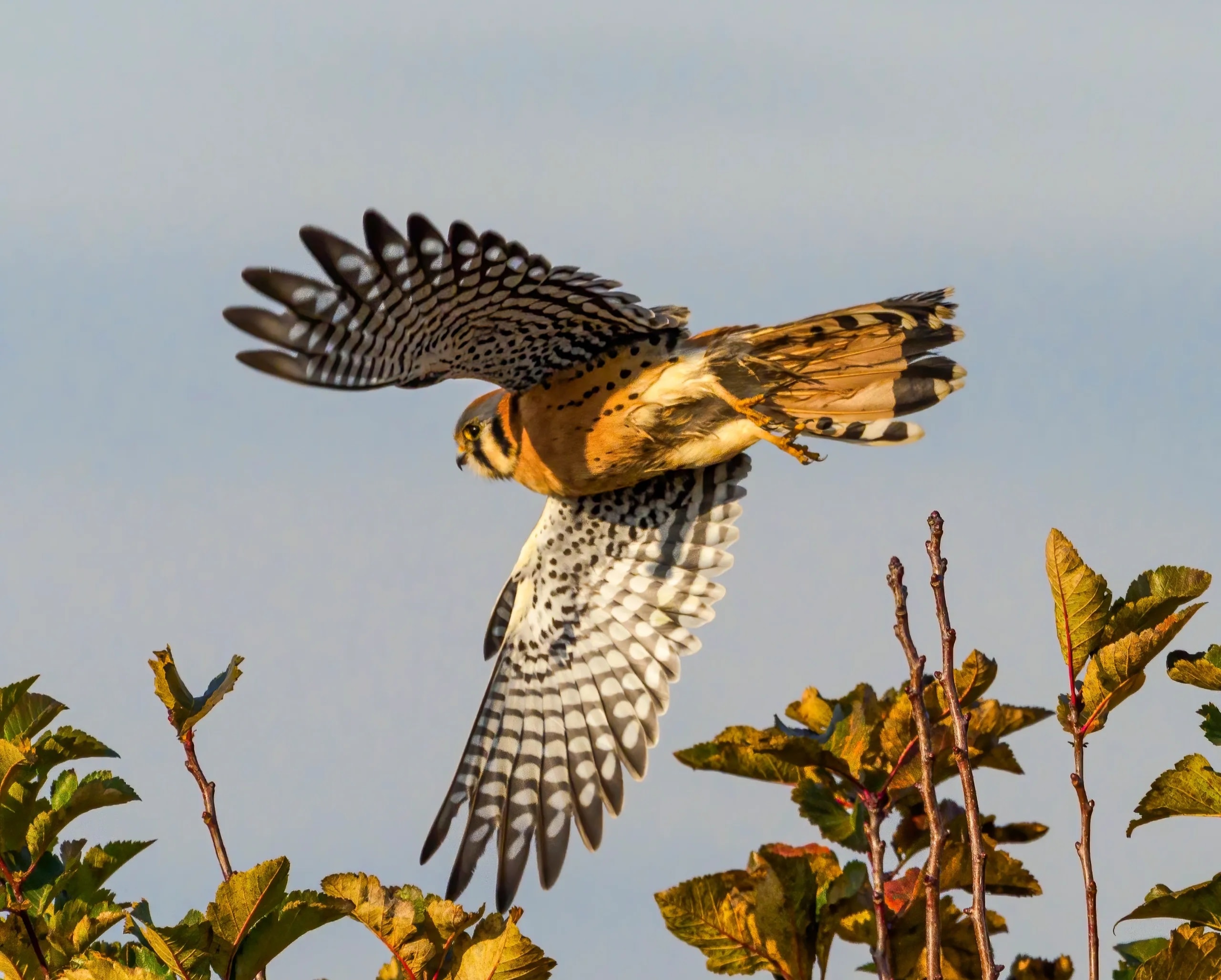 American Kestrel