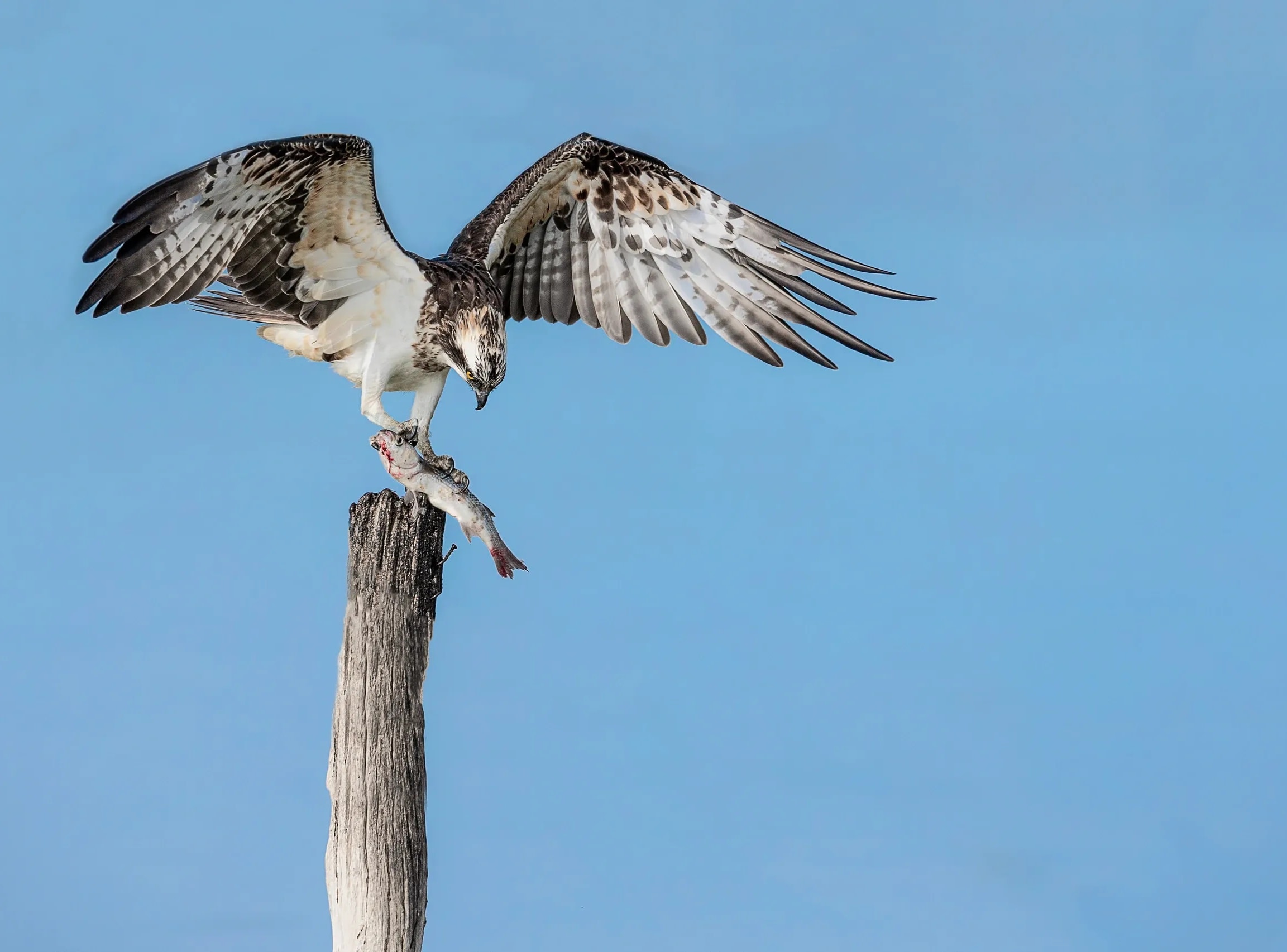 Osprey