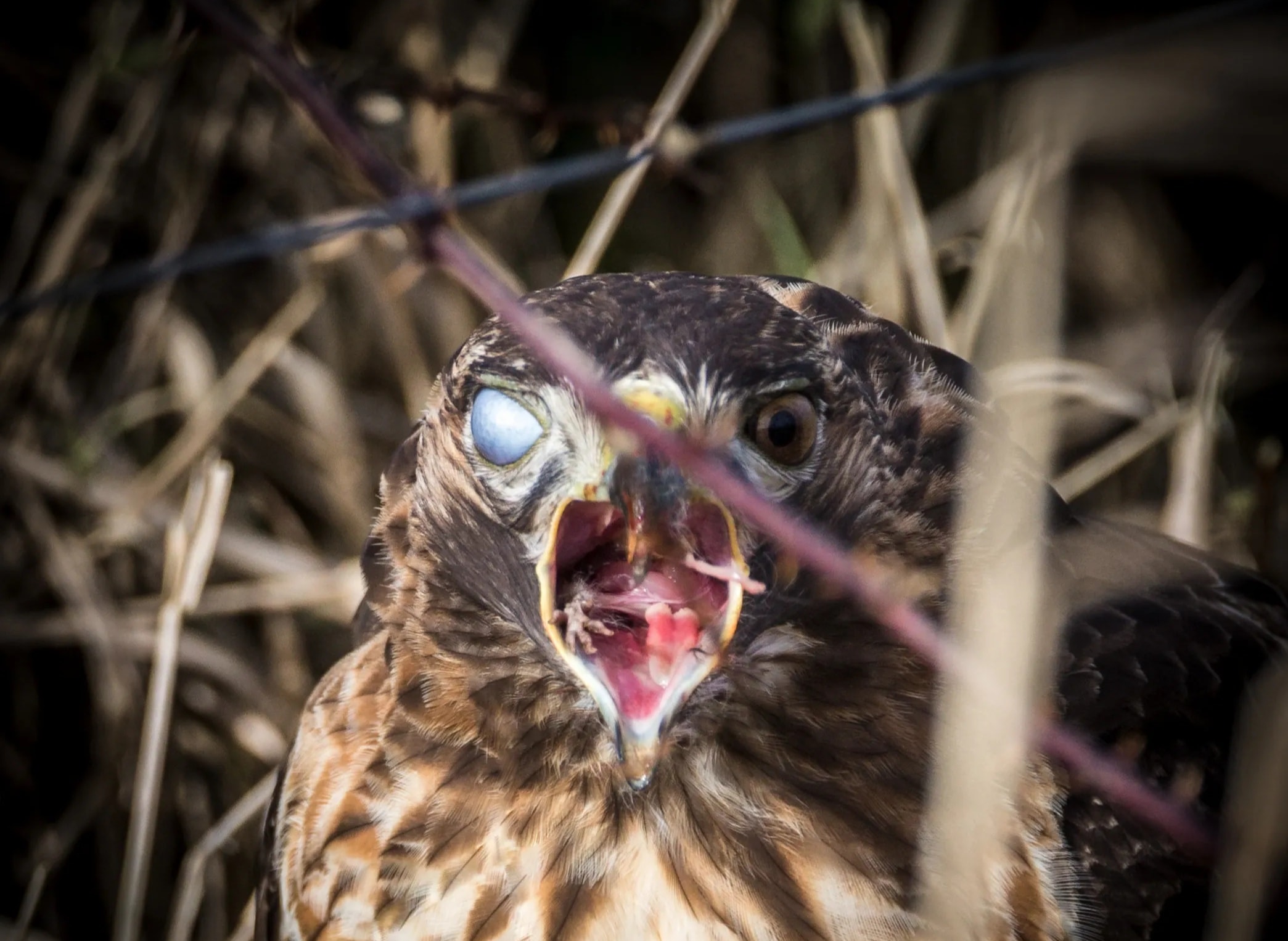 Red-Tailed Hawk