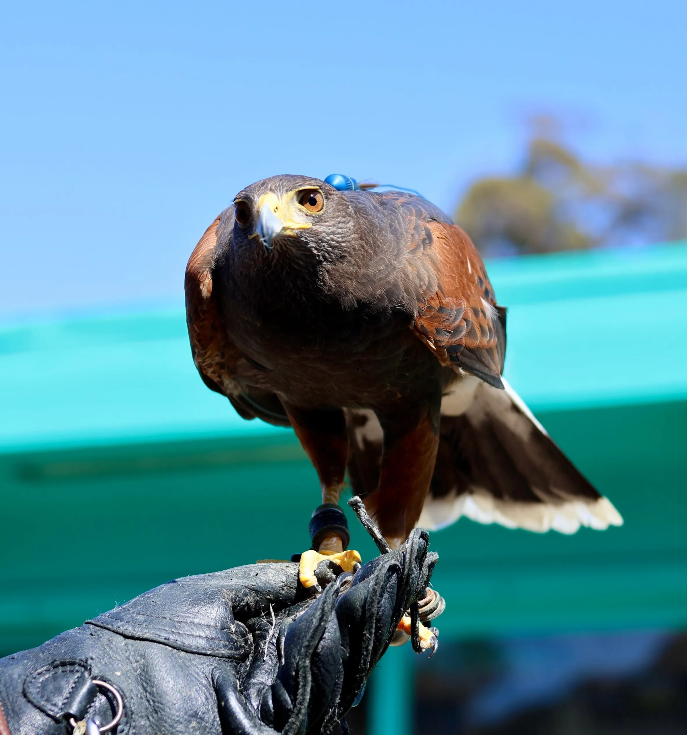 American Kestrel