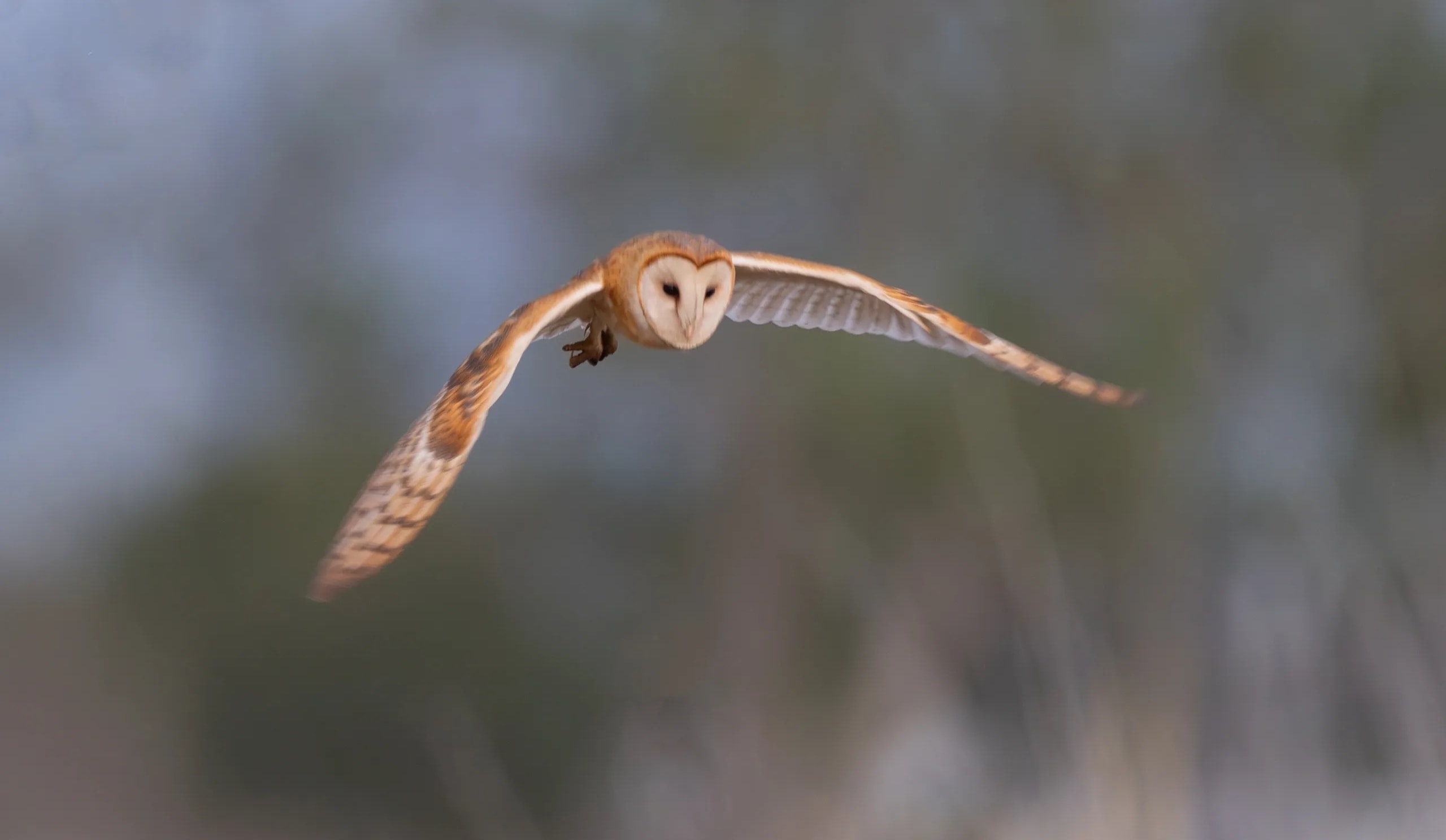 Barn Owl in flight