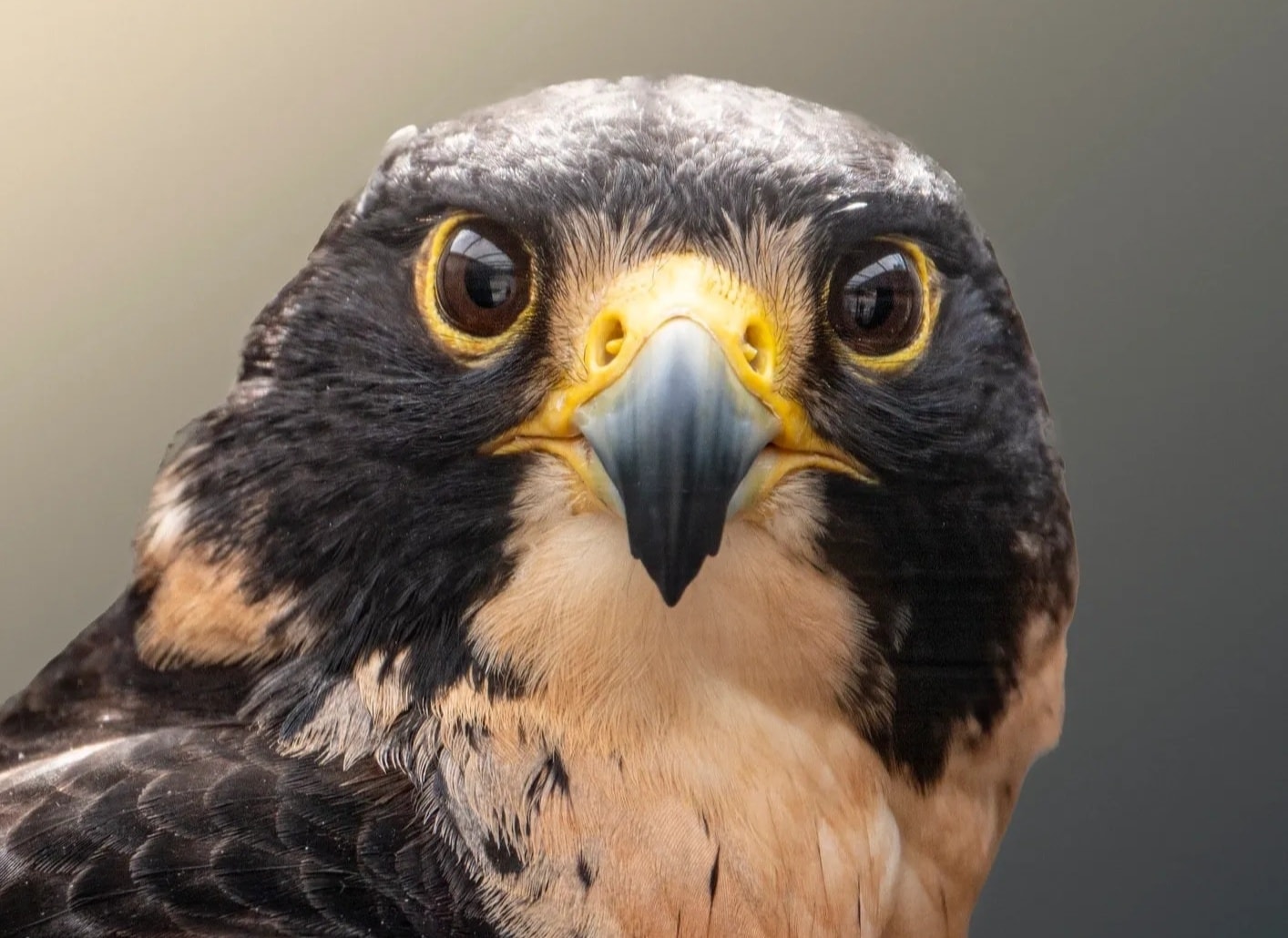 Peregrine Falcon