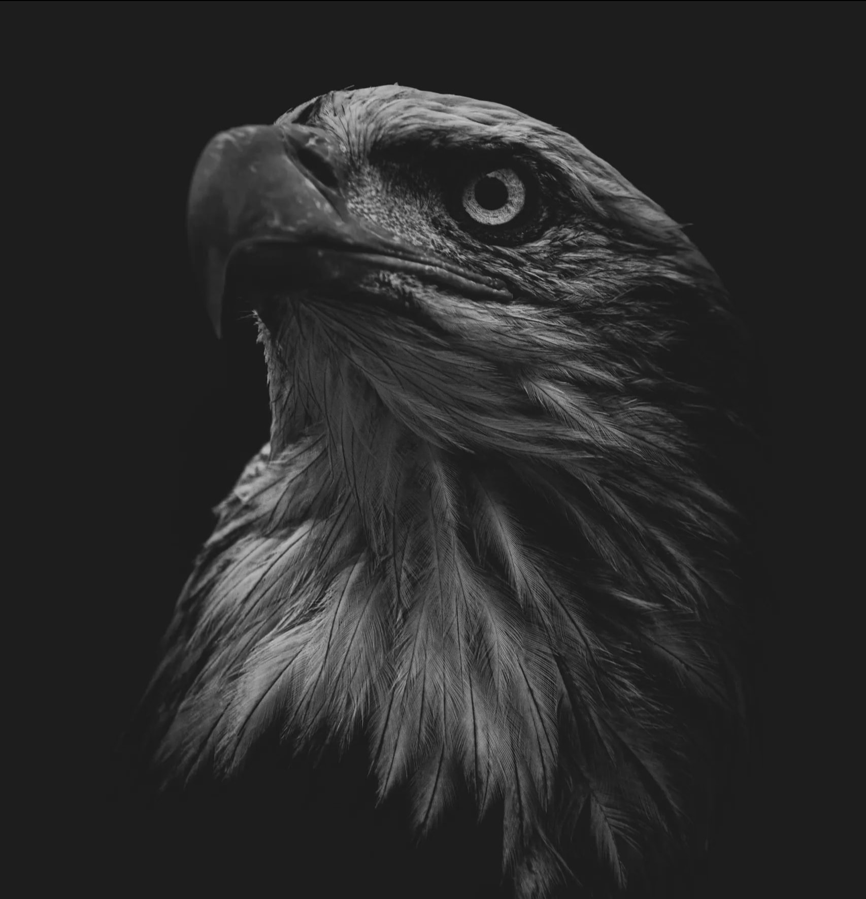 Peregrine Falcon Hoodie
